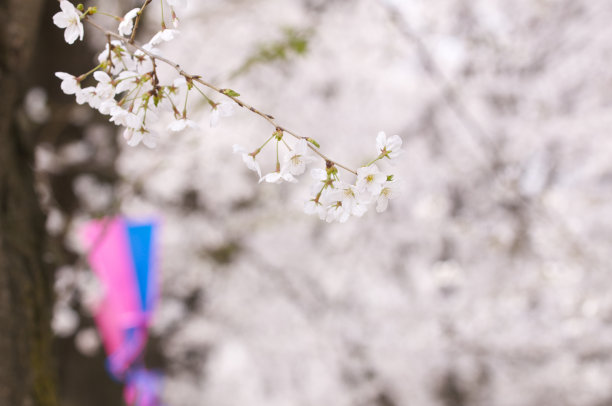 吉野樱花,樱花节,四季