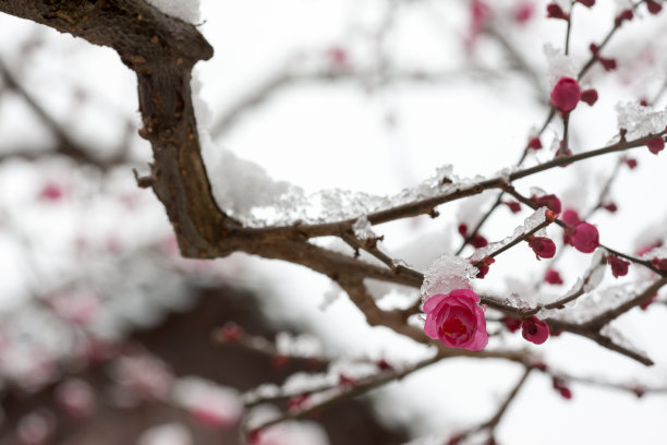 雪中梅花