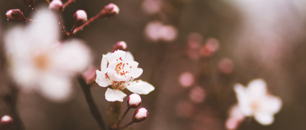 春雨西湖