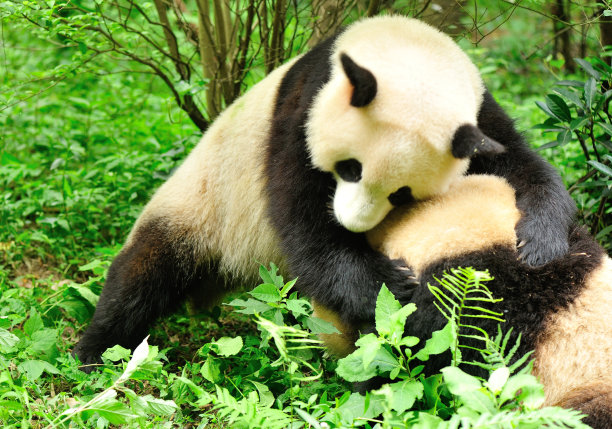 大熊猫,打斗,水平画幅