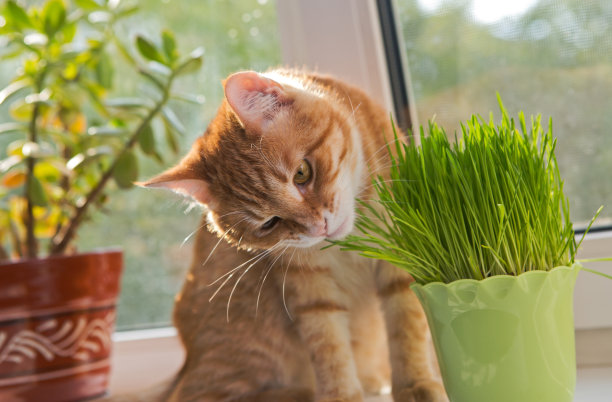 草从猫咪