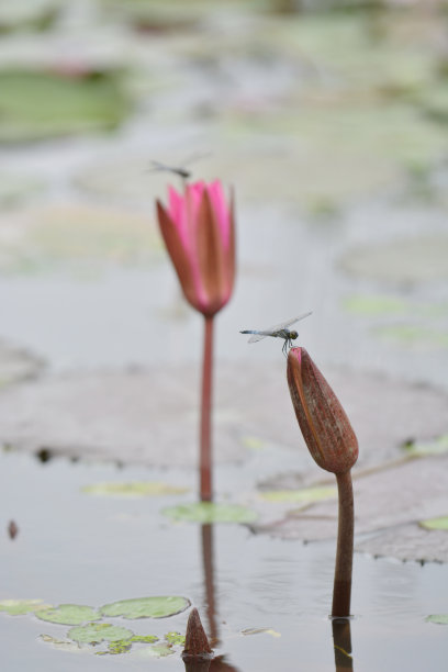 莲藕蜻蜓