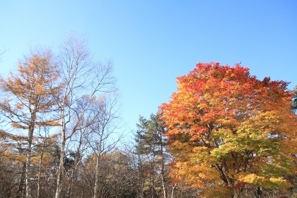 秋季高原景观