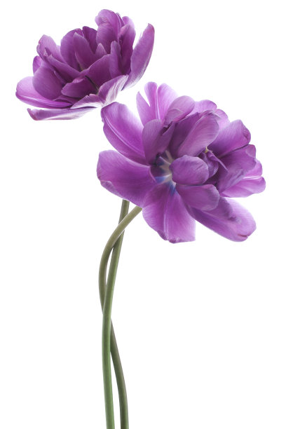紫色的花儿