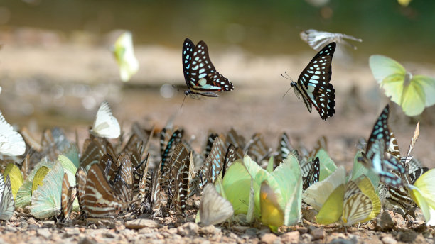 一群白色蝴蝶