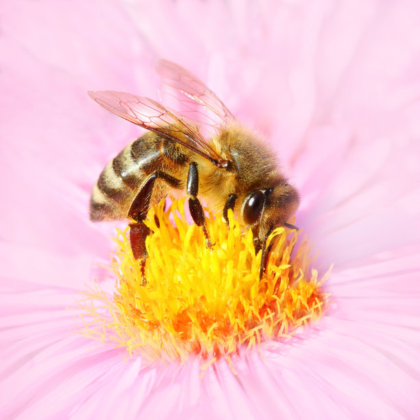 百花蜂蜜蜂王浆蜂糖