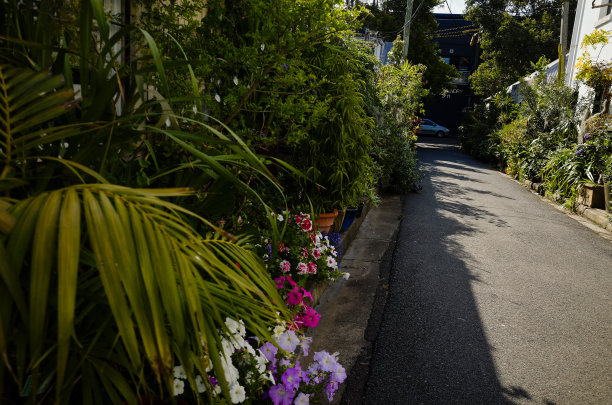 悉尼城市绿化