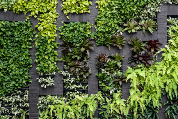 绿叶墙清新植物墙