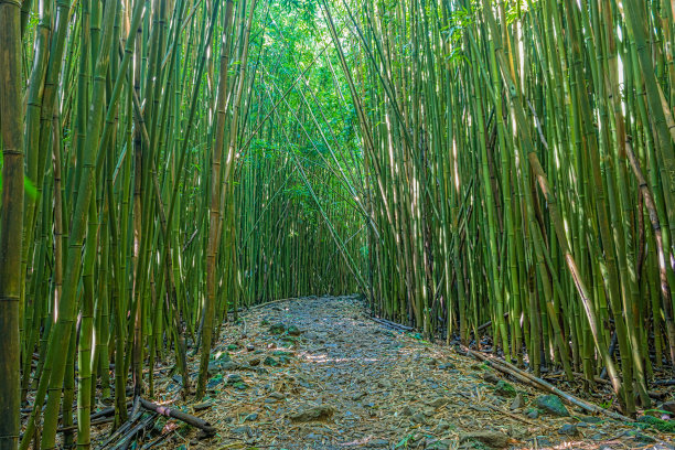 竹林小道