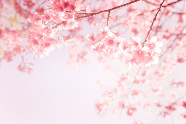 春天粉色