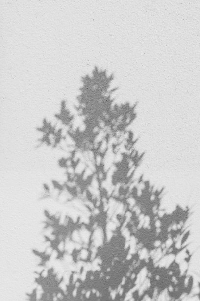 树和影子