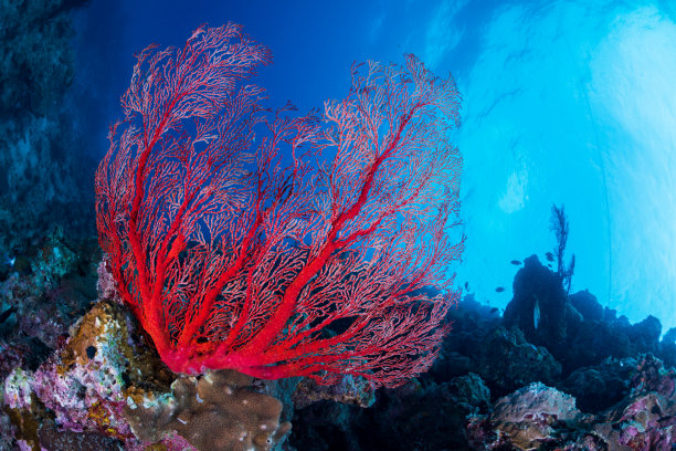 红礁