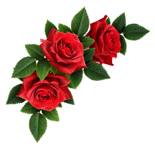大红色玫瑰花