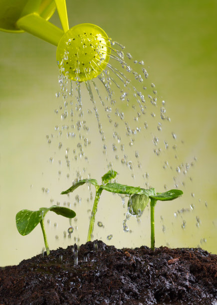 浇水的植物