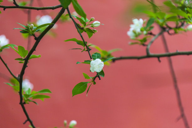 海棠花墙