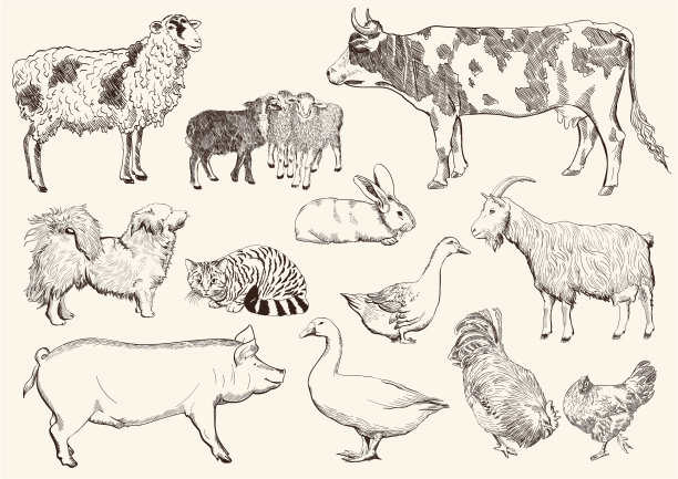 家畜绵羊图片