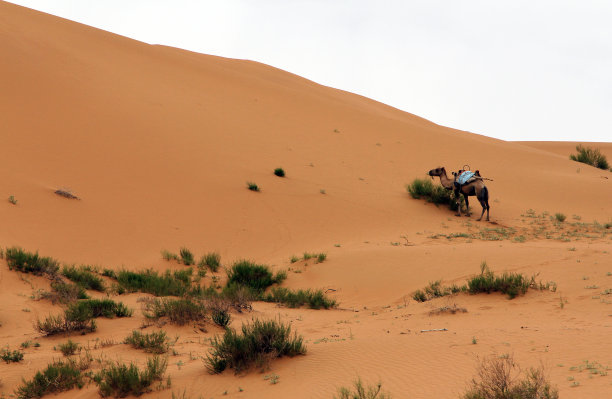 驼队沙漠
