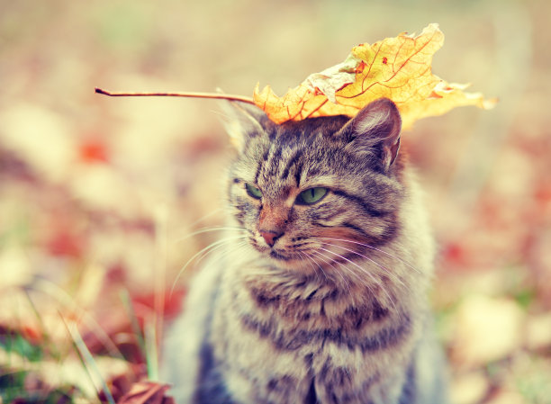 秋天的猫