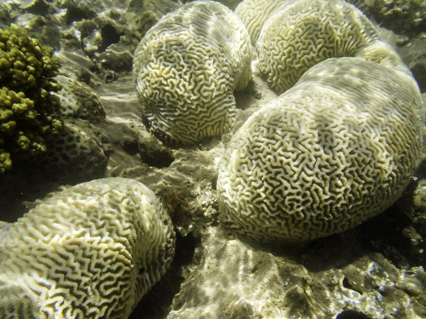 水生生物多样性背景