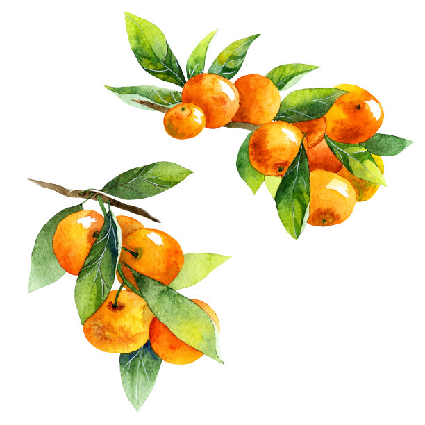 脐橙树