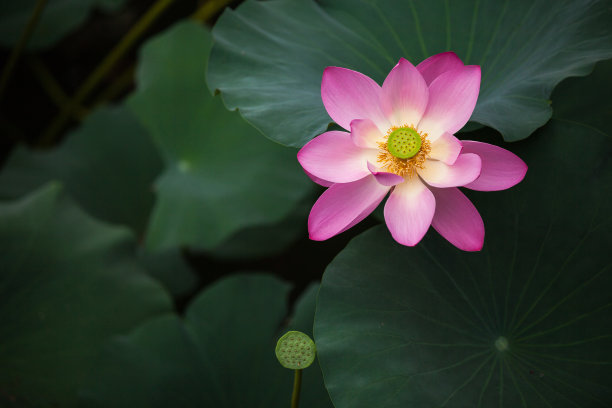 池塘荷花