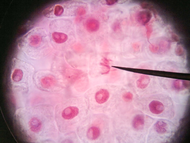 细胞核