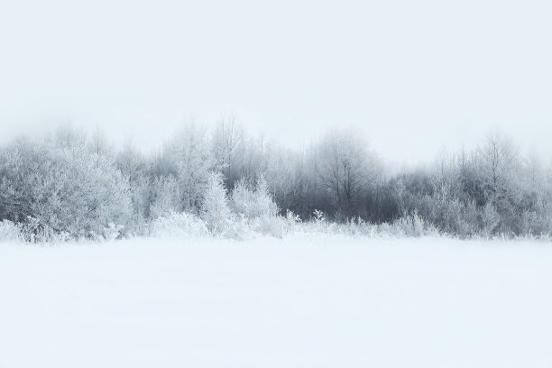 大雪树木