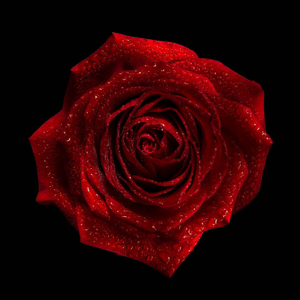 玫瑰花 玫瑰花瓣 红玫瑰