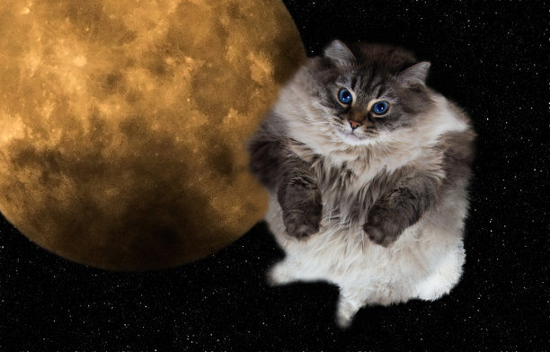 满月的猫咪