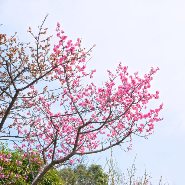 远山梅花背景