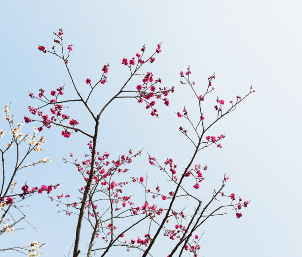 远山梅花背景