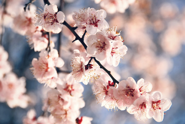 樱花特写