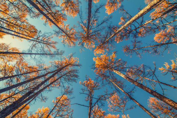 蓝色天空和树木