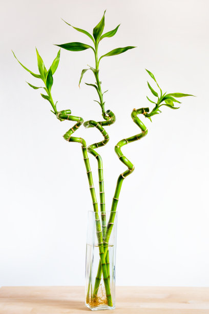 花瓶竹