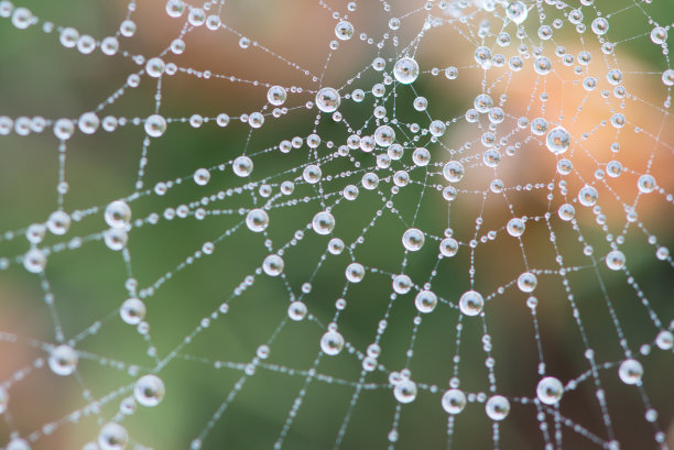 雨后的蜘蛛网