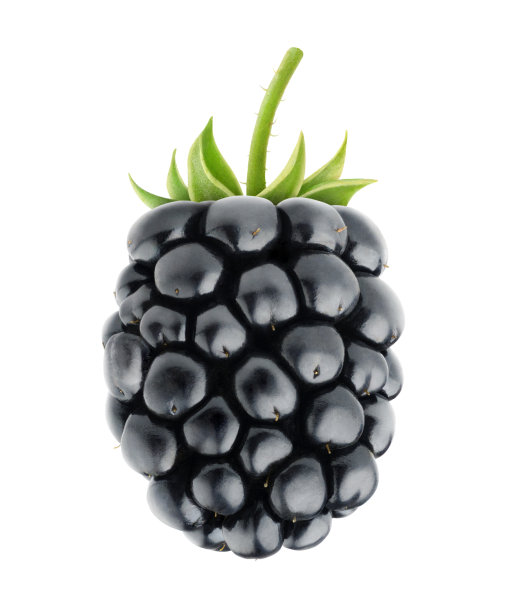 黑刺莓