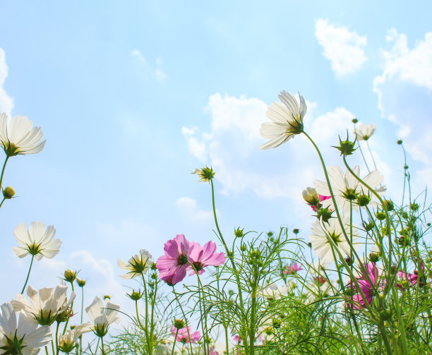 高清小花