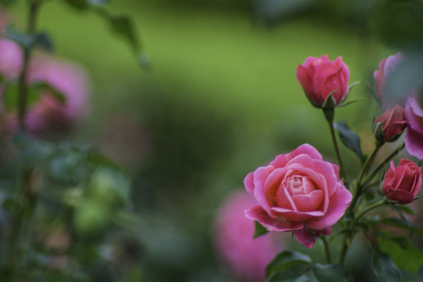 庭院玫瑰