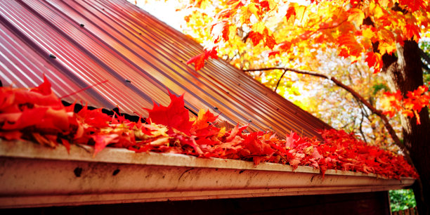 屋顶秋叶