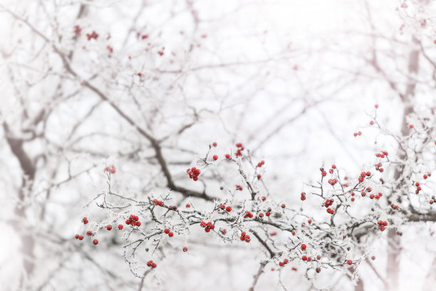 积雪树枝