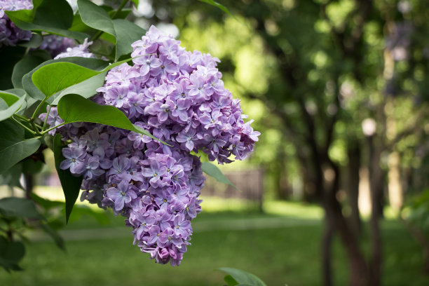 丁香花