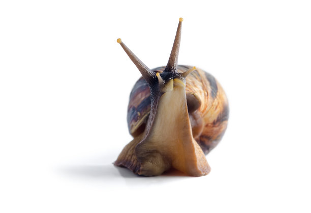 非洲大蜗牛