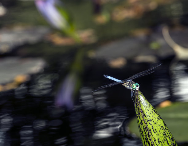 绿衣蜻蜓