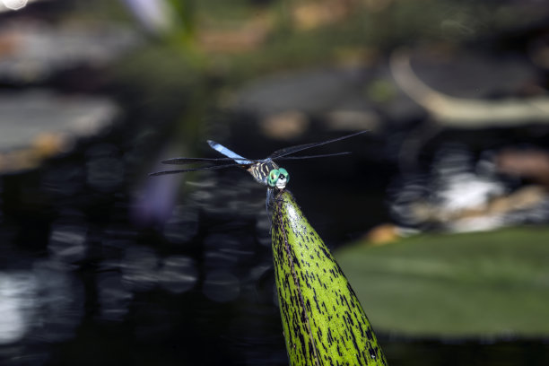 绿衣蜻蜓