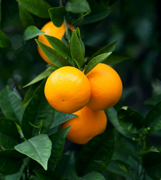 柑橘树