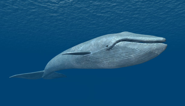 大鲸鱼