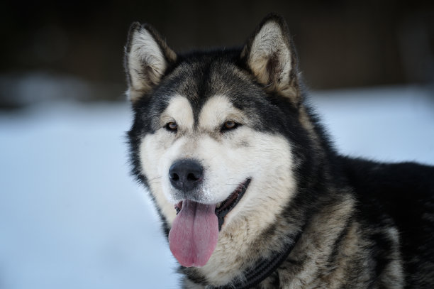 阿拉斯加雪橇犬