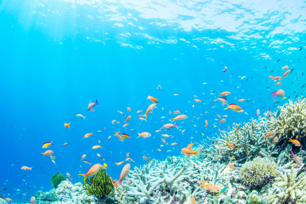 深的深海生物