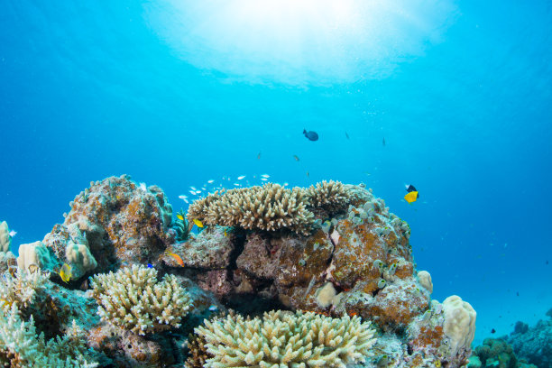 深的深海生物