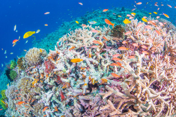 深的深海生物